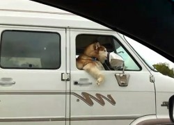 Cute Dog Riding In Passenger Seat1