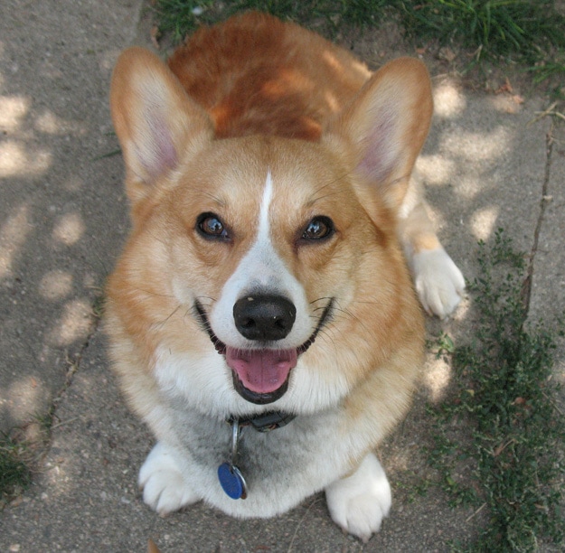 corgi 3