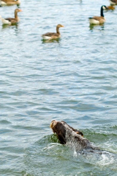 v swim 3 ducks