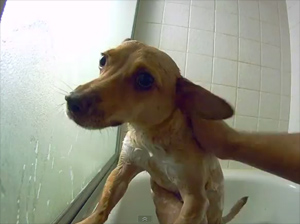 dog hates bath 2