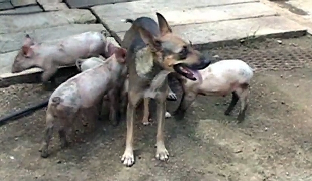 dog nurses piglets