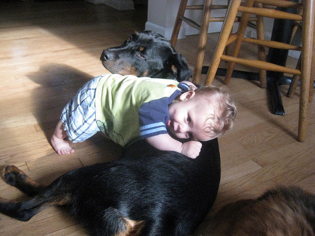 dogs and kids