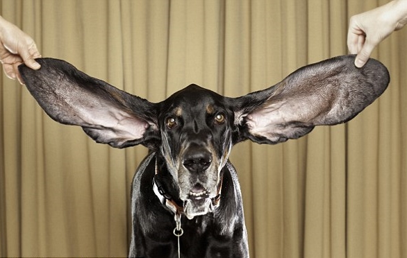 world record for longest dog ears