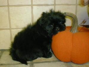 pumpkin and cd dog