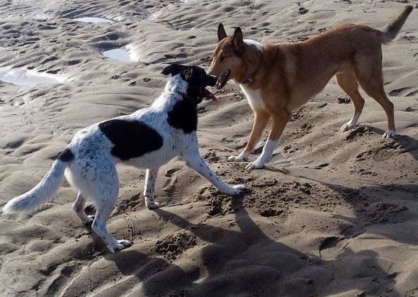 finn and beck beck play smiles1