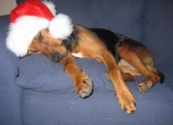 Bloodhound Christmas