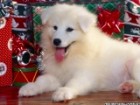 Christmas Puppy 125556 160x120