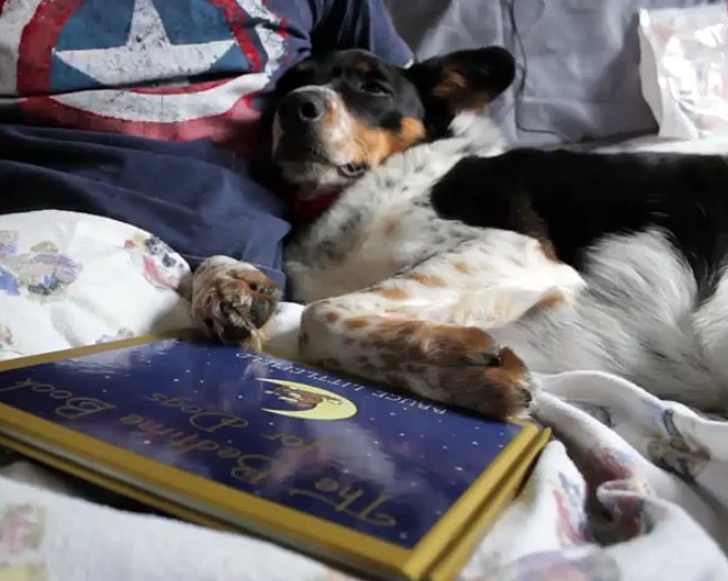 The Bedtime Book for Dogs