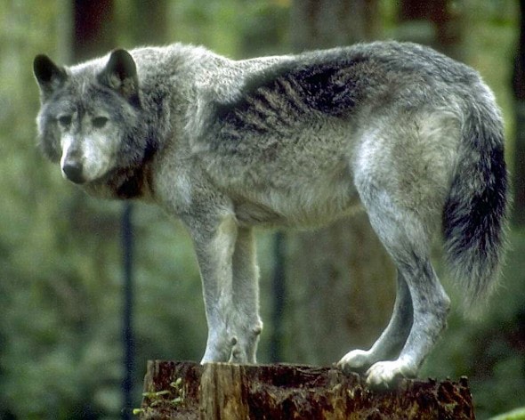 wolf standing on a tree stump