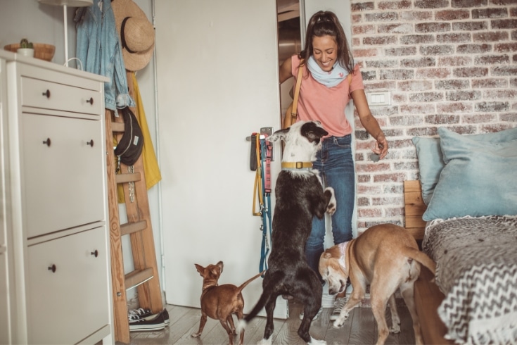 Dogs waiting for pet sitter