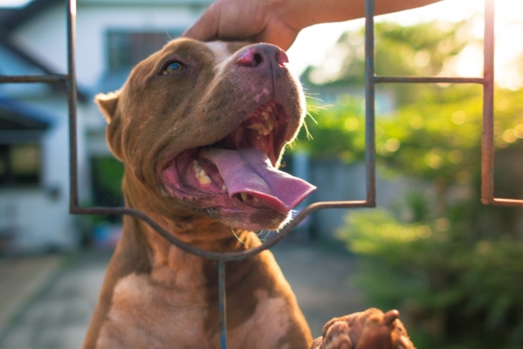 Pit Bull Portrait