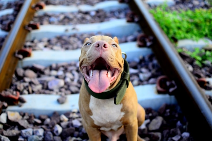 Pit bull opening mouth