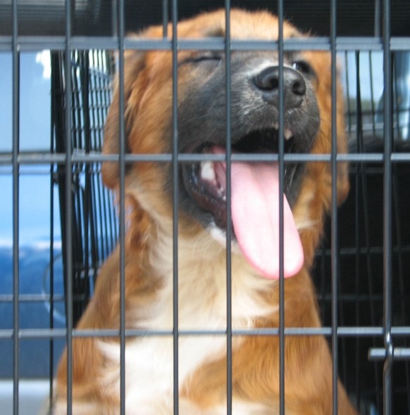brown dog in cage