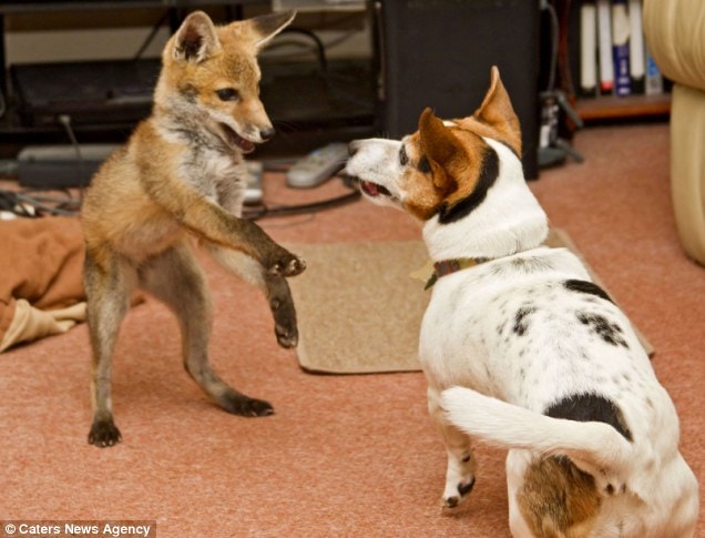 fox and hound41