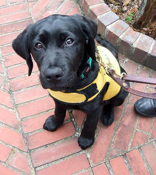 guide puppy