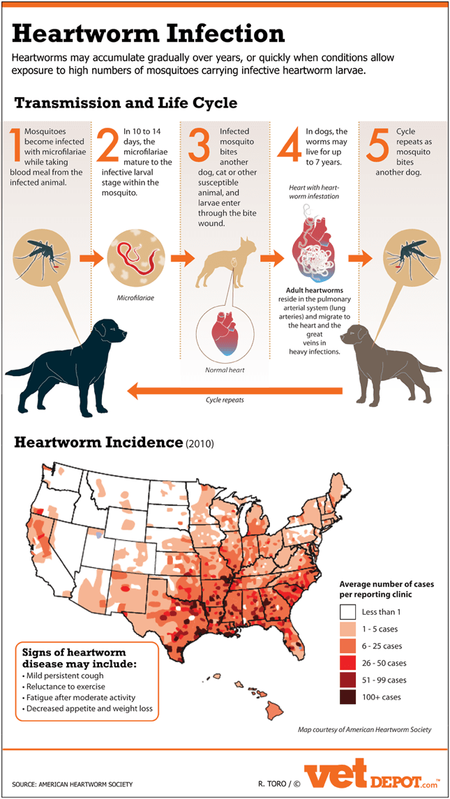 How Worms Can Fix Your Heart YouTube
