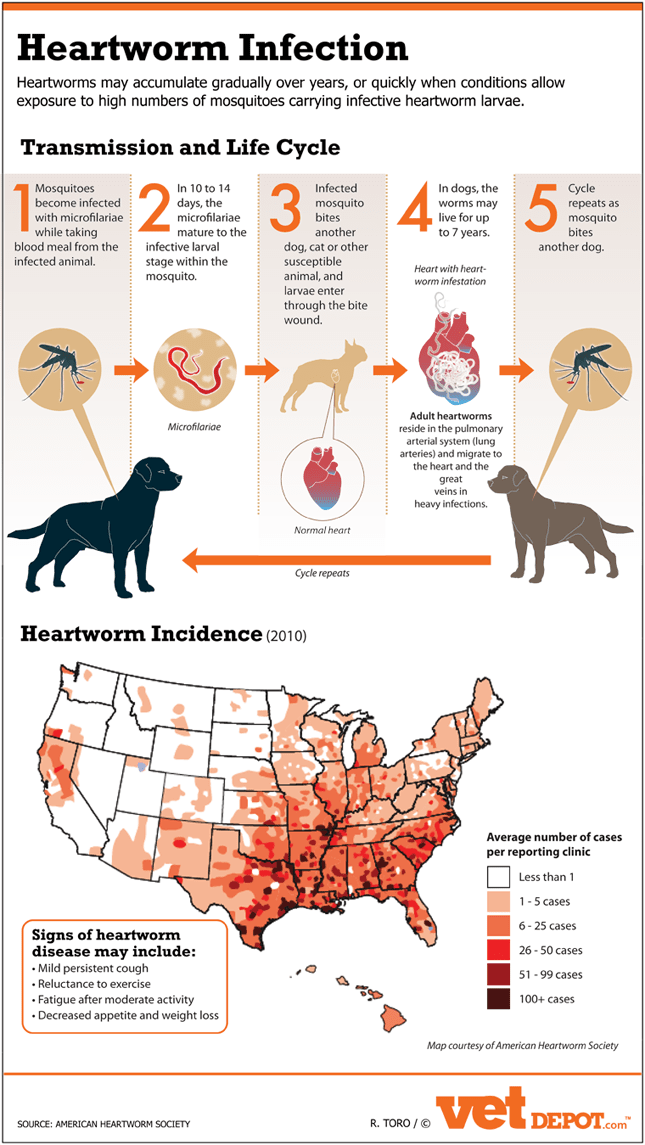 us heartworm infection infographic