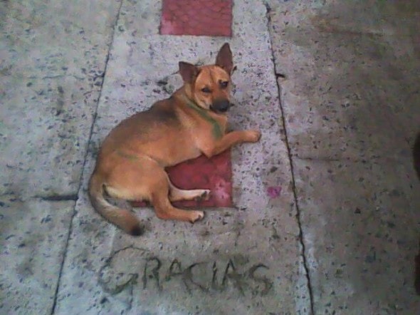 brown dog on pavement above the word gracias