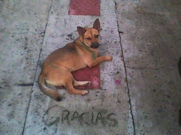 graciasdog1