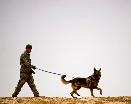 military dog military dog