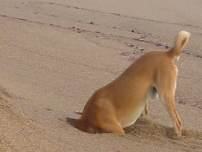 Dog on Beach