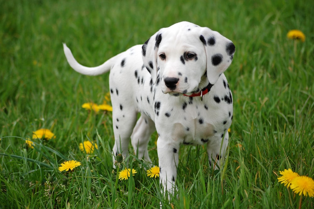 shutterstock 26182564