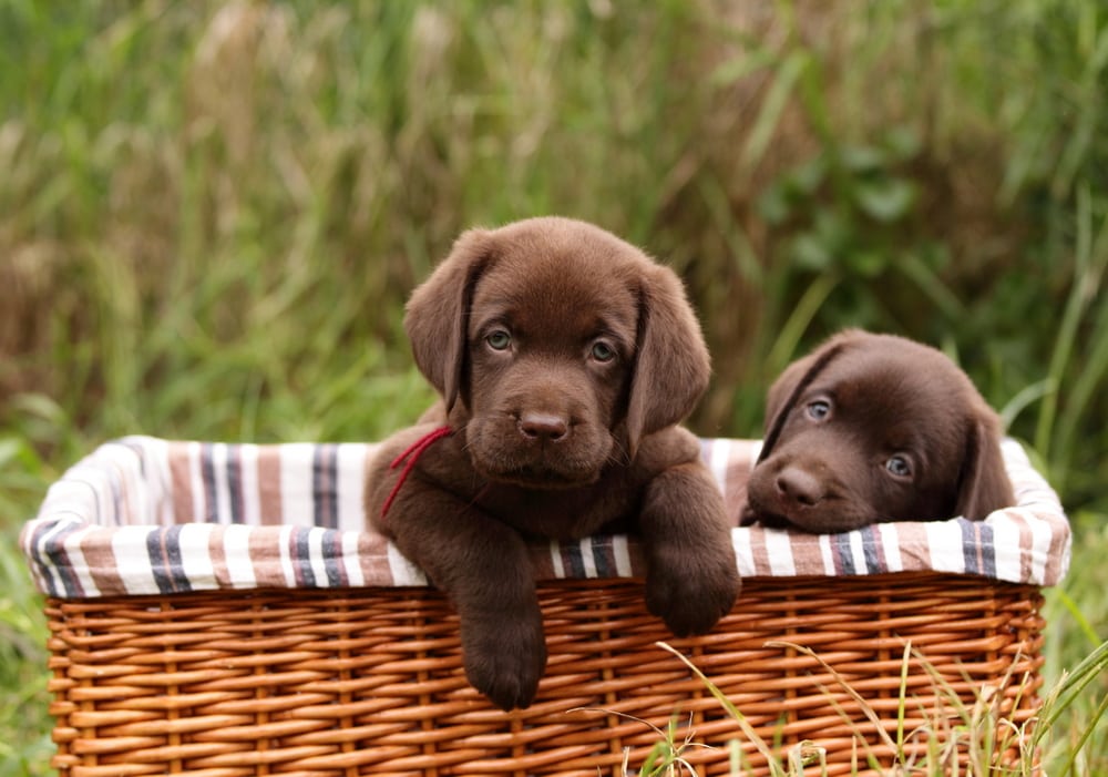 shutterstock 31002946