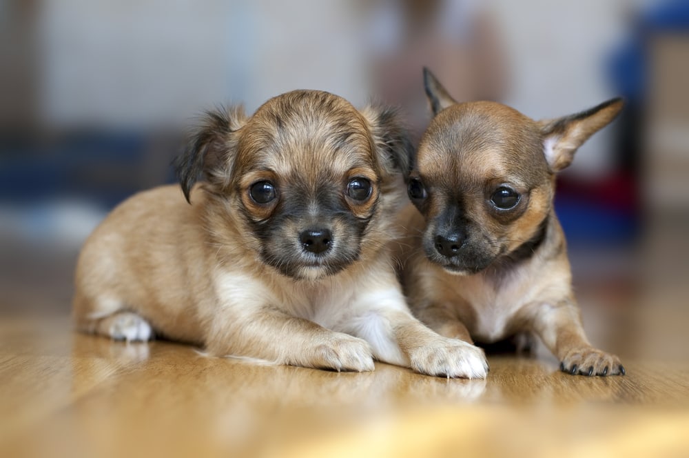 shutterstock_60118972 shutterstock 60118972