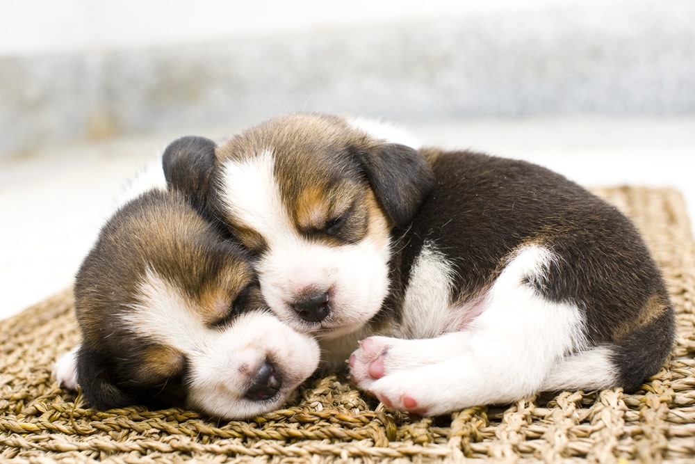 shutterstock 69010288
