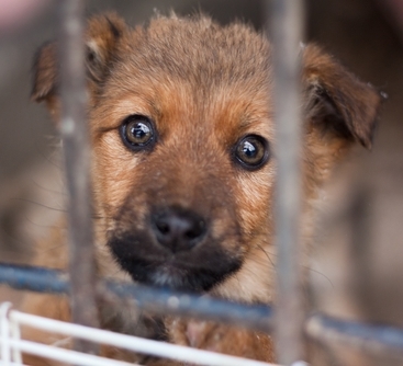 pound puppy shutterstock 78663829