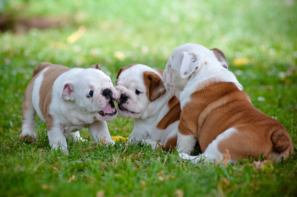 shutterstock 81648802