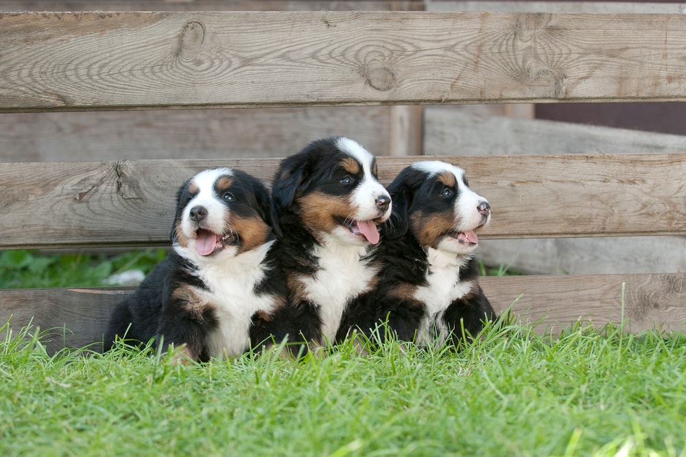 shutterstock 81930868