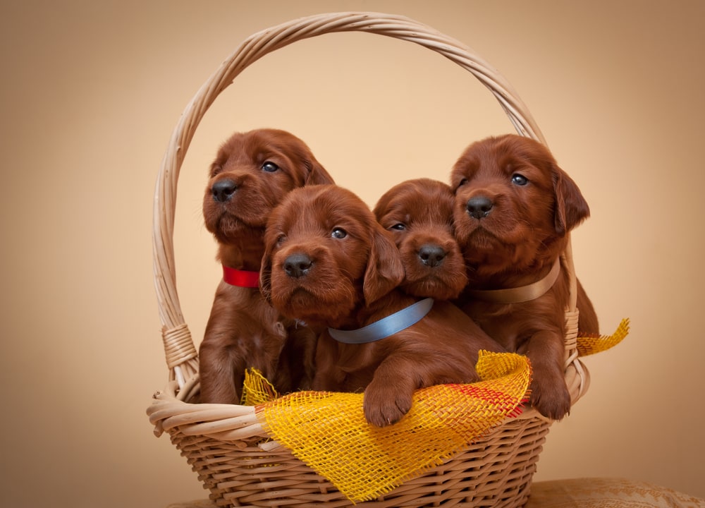 shutterstock_85162957 shutterstock 85162957