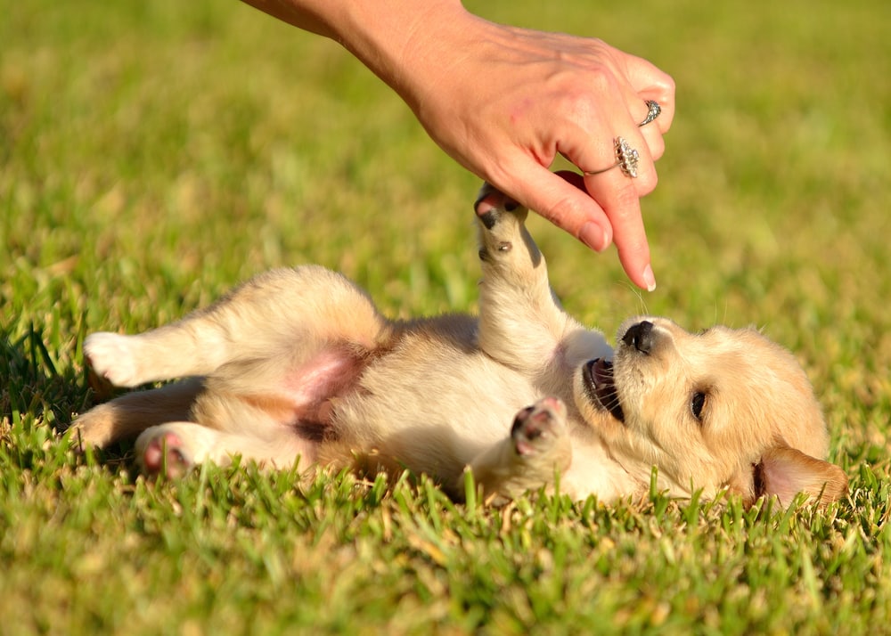 shutterstock 87029687