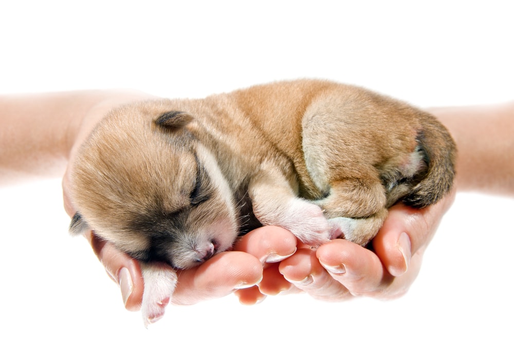 shutterstock 87589087