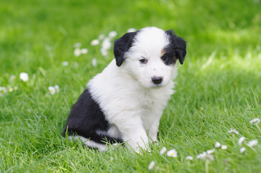 shutterstock 88177222