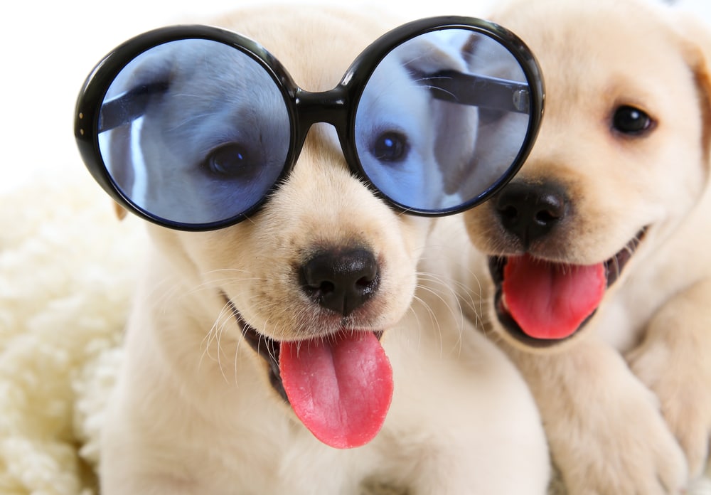 shutterstock 91541315