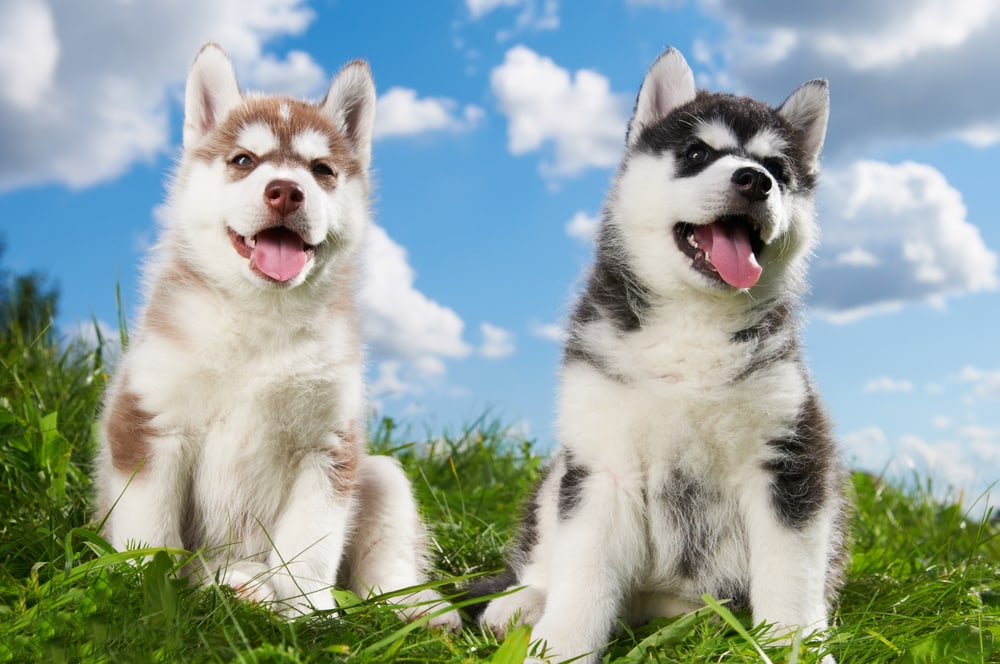 shutterstock 94685800