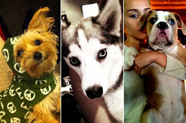 1924469 miley cyrus pets dogs 617 4091