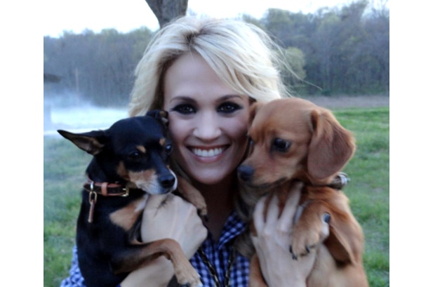 1924669 carrie underwood dogs pets 617 4091