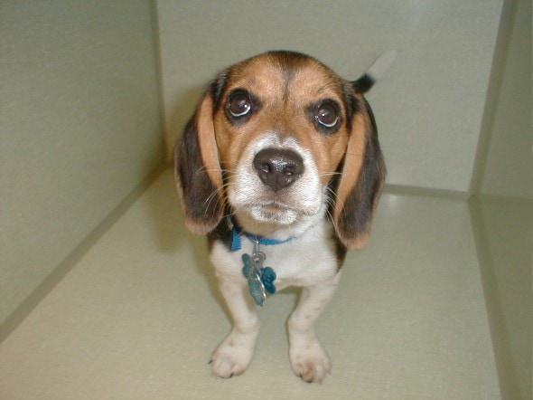 Managing Dry Eye in Dogs - LIFE WITH DOGS Managing Dry Eye in Dogs - LIFE WITH DOGS