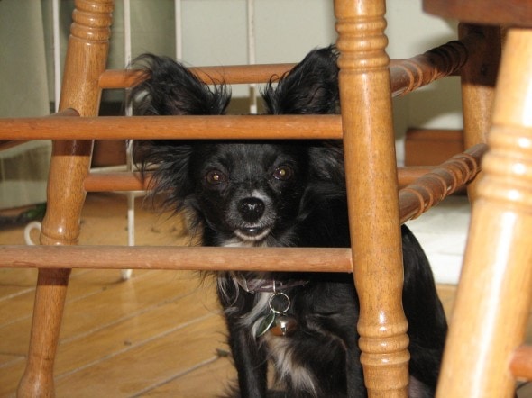 chihuahua hiding under a chair
