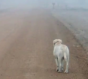 The Dog in the Clouds - LIFE WITH DOGS