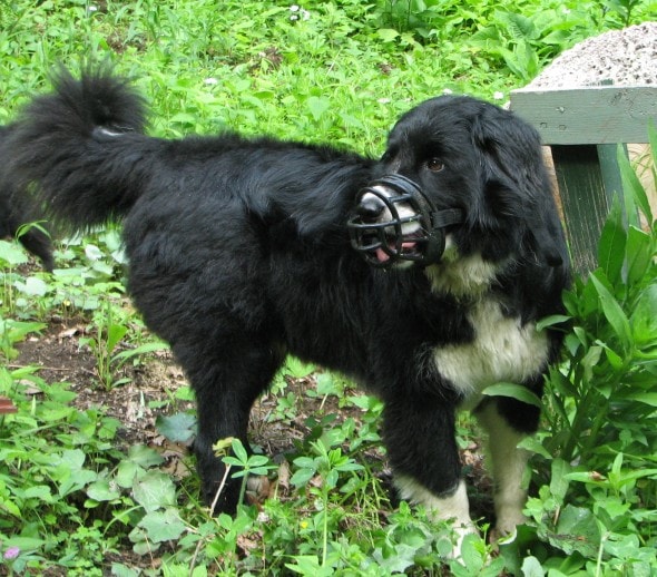 black and white dog wearing a muzzle