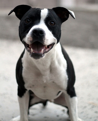 pit bulls1 pit bulls1