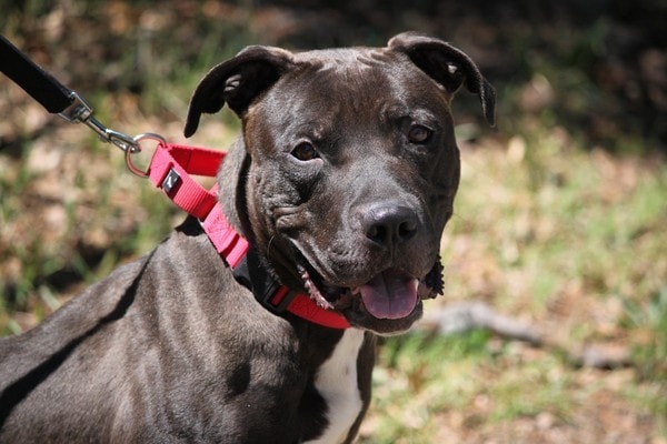 Homeless Dog Found Protecting Fallen Friend - Life With Dogs