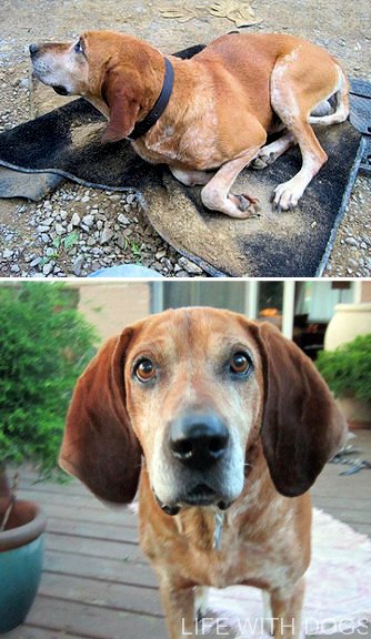 george_from-landfill-to-loving-home-f55f558fa36f34d0b75dbfc8e3945a2ba1efd2ef george from landfill to loving home f55f558fa36f34d0b75dbfc8e3945a2ba1efd2ef