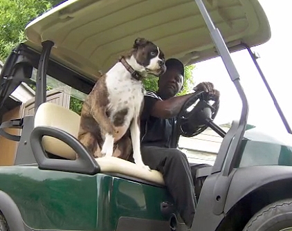 golf cart dog