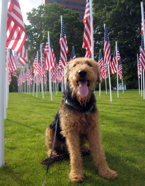 airedale airedale