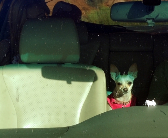 dog in hot car1